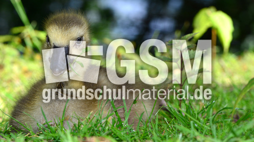 Kanadagansküken (22).jpg